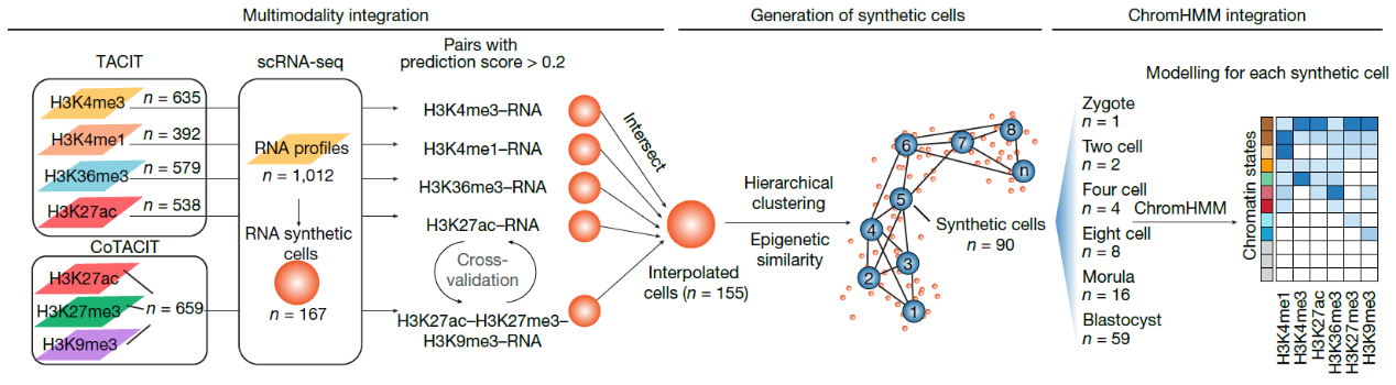 Nat. Commun. | 白凡课题组与合作者揭示异倍体在肿瘤转移中的驱动作用