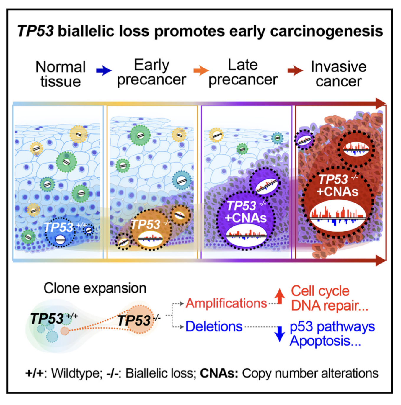 Cancer Cell｜白凡课题组合作揭示驱动食管正常上皮细胞癌变的基因组突变动态演变
