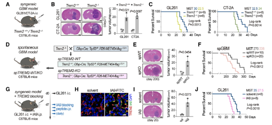 Cancer Cell | 白凡团队与合作者揭示TREM2在中枢神经系统肿瘤的免疫保护作用