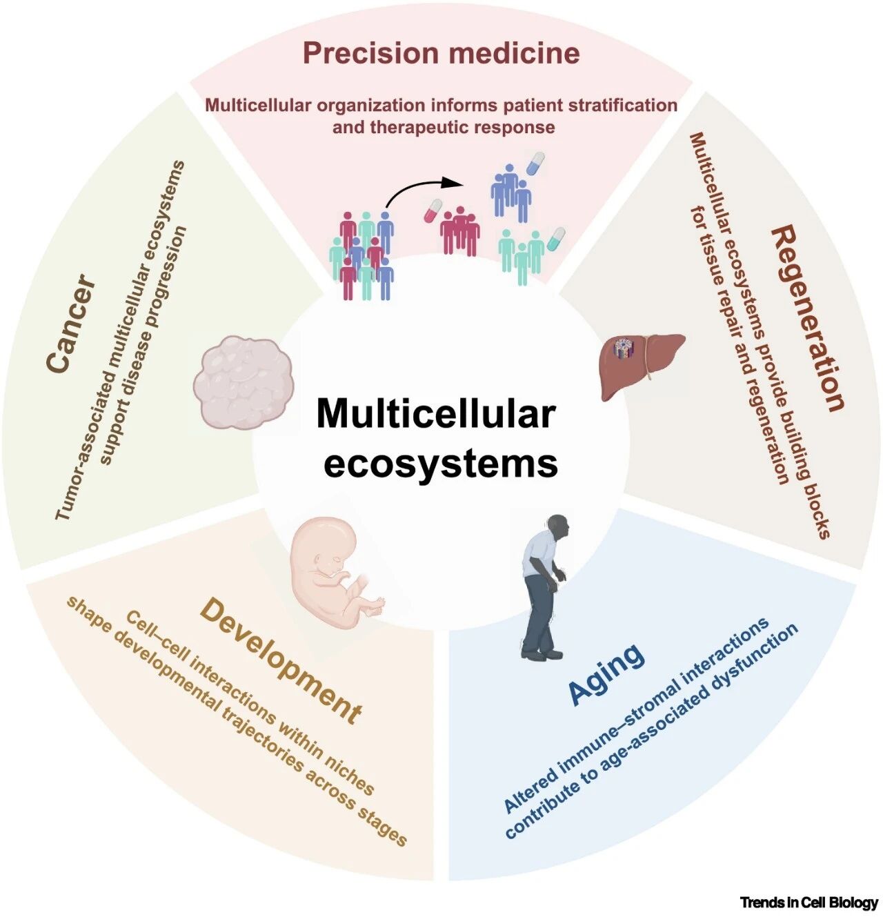 Trends in Cell Biology丨张泽民课题组系统梳理多细胞生态系统连接细胞多样性、组织功能与疾病